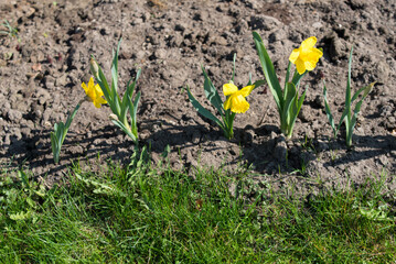 yellow daffodils planted in the ground at the edge of a green meadow.in an outdoor park on a sunny spring day
