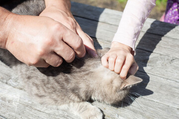 A man and a child treat a gray cat from parasites