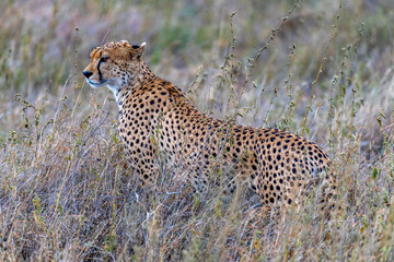 Wild cheetah in serengeti national park