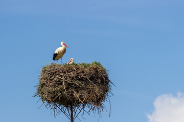 Two white stork on the nest in the spring