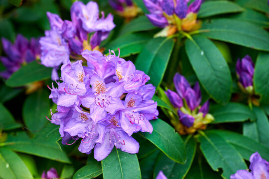 Rhododendron is a genus of 1,024 species of woody plants in the heath family, either evergreen or deciduous, and found mainly in Asia, although it is also widespread throughout the Southern Highlands