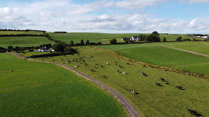 A cows on a pasture in Ireland, top view. Organic Irish farm. Cattle grazing on a grass field,...