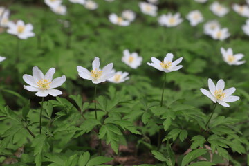 white flowers of primroses