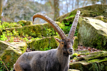 Steinbock mit stattlichen Hörnern