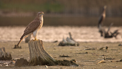 Hawk. Goshawk (Accipiter gentilis). Hawk sits on the roots. Hunting hawk in the lake. Hawk in...