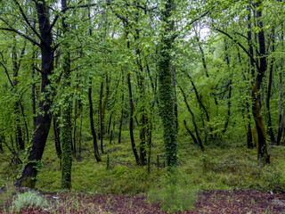 Fototapeta na wymiar Dense forests in the Aegean region