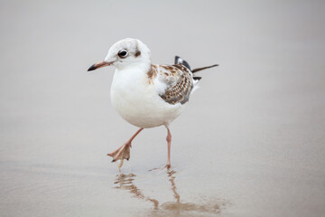 Seagull in the natural environment on the Baltic Sea.