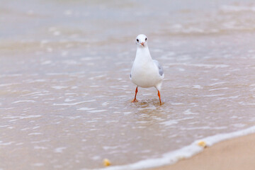 Seagull in the natural environment on the Baltic Sea.