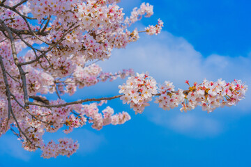 Cherry Blossom