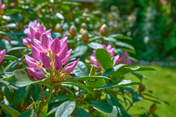 Rhododendron in my garden. A series of photos of rhododendron in garden.