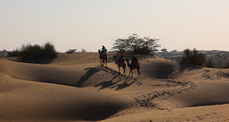 Camel silhouette in the Thar desert at sunset Jaisalmer. Rajasthan. India