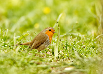 European robin, erithacus rubecula sitting on the twig in the the woods, sunny spring day, no people.
