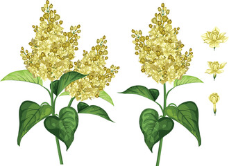 White and yellow lilac flower in botanical classic pattern. wedding invitation, card with lilac. Spring flowers. Delicate fragrant branch of purple lilac. Vector illustration. Isolated on white backgr