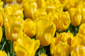 Obraz premium Close-up of yellow tulips in spring, selective focus, in the Royal botanical garden of Madrid, Spain, horizontal
