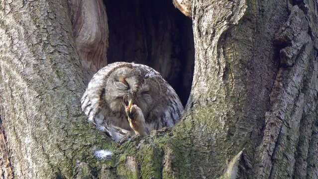 Tawny or Brown Owl (Strix aluco). Owl cleans a terrible clawed paw with its beak, sitting in a hollow. Beautiful video of an owl in wildlife