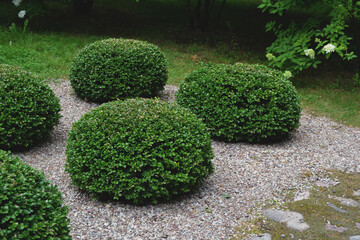 A view of a low shrub that has been trimmed into a circular shape
