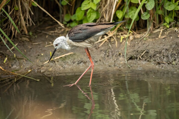 Black-winged stilt