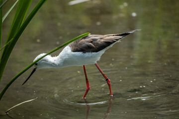 Black-winged stilt