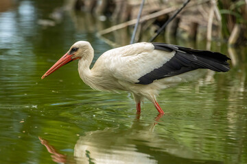 White stork