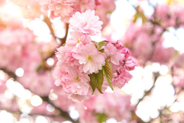 Cherry blossoms in large inflorescences at the peak of flowering.
