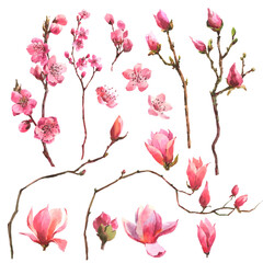 Watercolor branch blossom sakura, pink cherry tree and magnolia flowers set isolated on white background