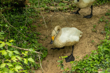 Tundra swan