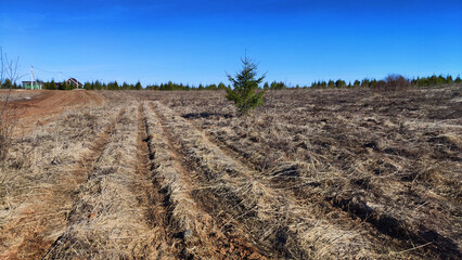 Field with last year's dry yellow grass under bright blue sky in early spring or autumn time