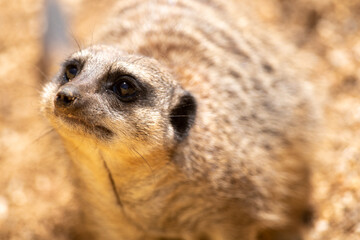 Meerkat