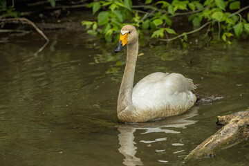 Tundra swan