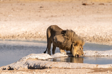 Close-up of a male lion -Panthera leo- drinking from a waterhole in Etosha national Park, Namibia.