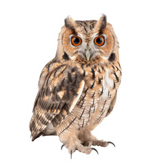 great horned owl isolated on white
