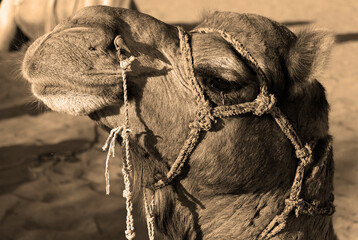 Camel, face while waiting for tourists for camel ride at Thar desert, Rajasthan, India. Camels,...