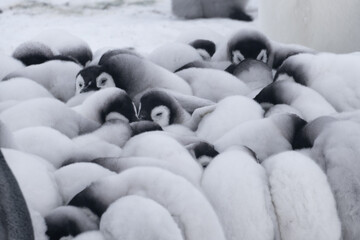 Obraz premium Emperor Penguins of Antarctica