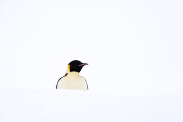 Emperor Penguins of Antarctica