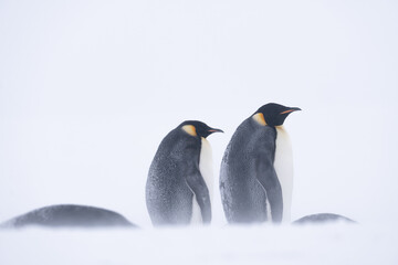 Fototapeta premium Emperor Penguins of Antarctica