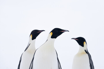 Fototapeta na wymiar Emperor Penguins of Antarctica