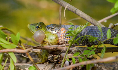 frog in the pond