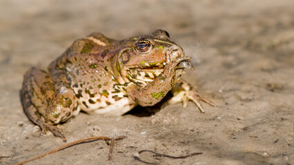frog on the ground