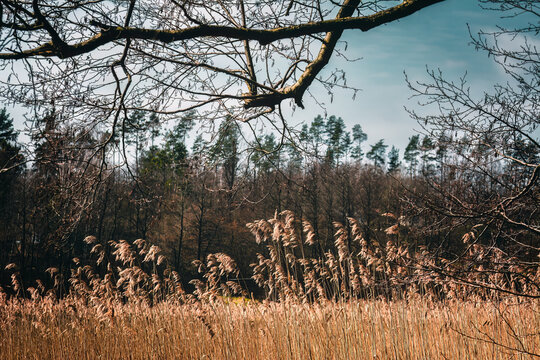 Shore of Lake Gowidlinskie - Kashuby, Poland