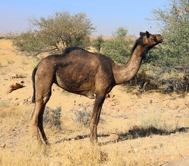 Camel, face while waiting for tourists for camel ride at Thar desert, Rajasthan, India. Camels, Camelus dromedarius, are large desert animals who carry tourists on their backs.