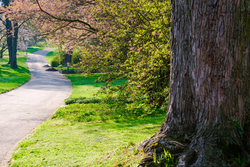 Obraz premium Blossoming Tree in Spring. Spring time in nature