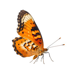Orange-red butterfly on a transparent background. PNG. Generative AI.