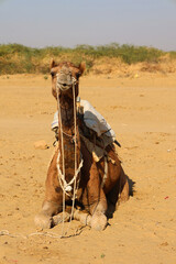 Camel, face while waiting for tourists for camel ride at Thar desert, Rajasthan, India. Camels, Camelus dromedarius, are large desert animals who carry tourists on their backs.