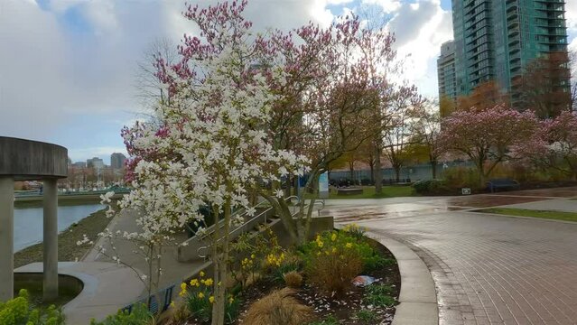 Cherry Blossom in False Creek, Downtown Vancouver, British Columbia, Canada. Cloudy Sunny Sky in the City. Slow Motion