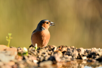 pinzón vulgar (Fringilla coelebs) macho posado n el suelo