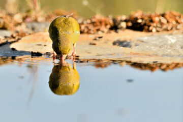 verderón europeo o verderón común macho bebiendo en el estanque (Chloris chloris)​	