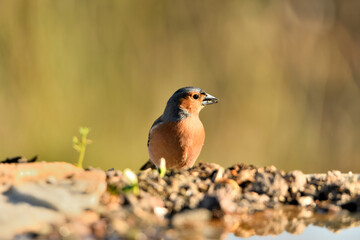 pinzón vulgar (Fringilla coelebs) macho posado n el suelo