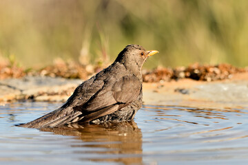 Obraz premium mirlo (Turdus merula) bañándose en el estanque del parque