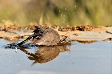 mirlo (Turdus merula) bañándose en el estanque del parque