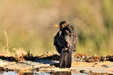 mirlo (Turdus merula) bañándose en el estanque del parque